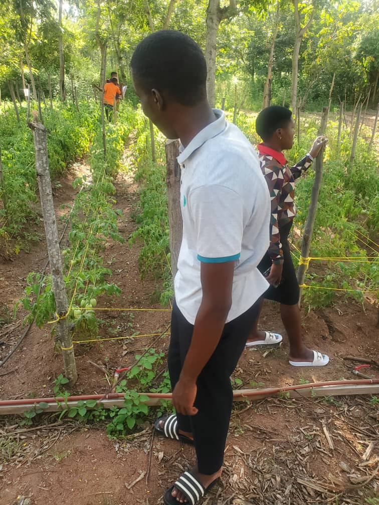 Junior visiting a tomato field.