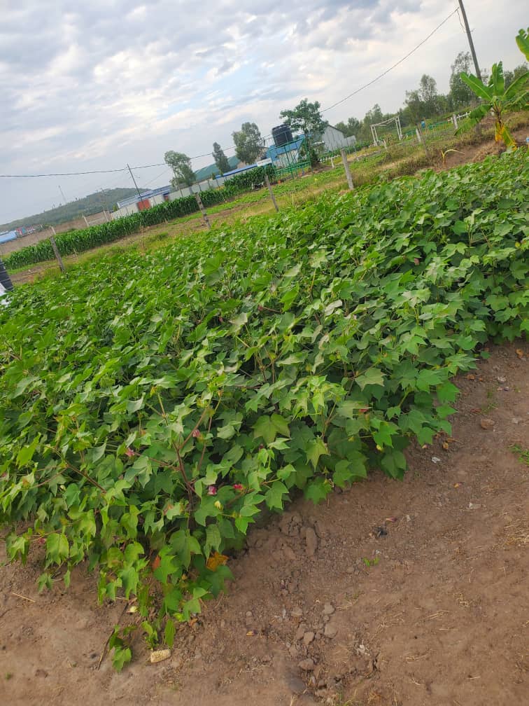 Healthy cotton field with well-grown plants.