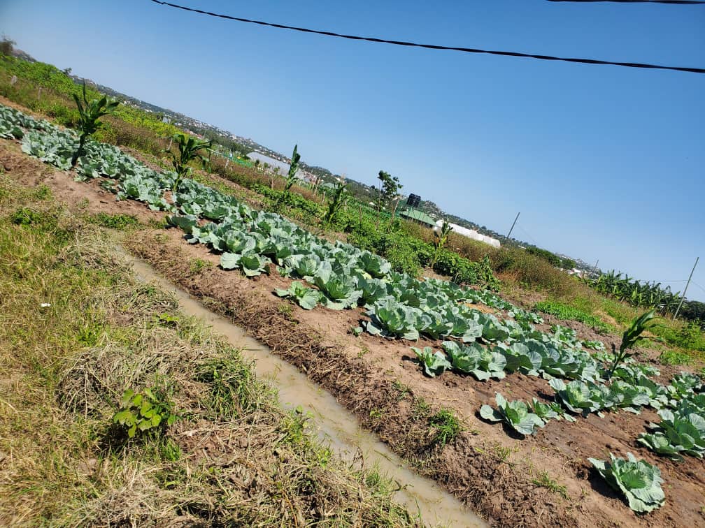 Cabbage field with irrigation channels.