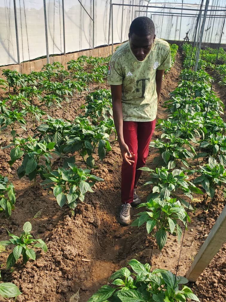 Nurturing seedlings