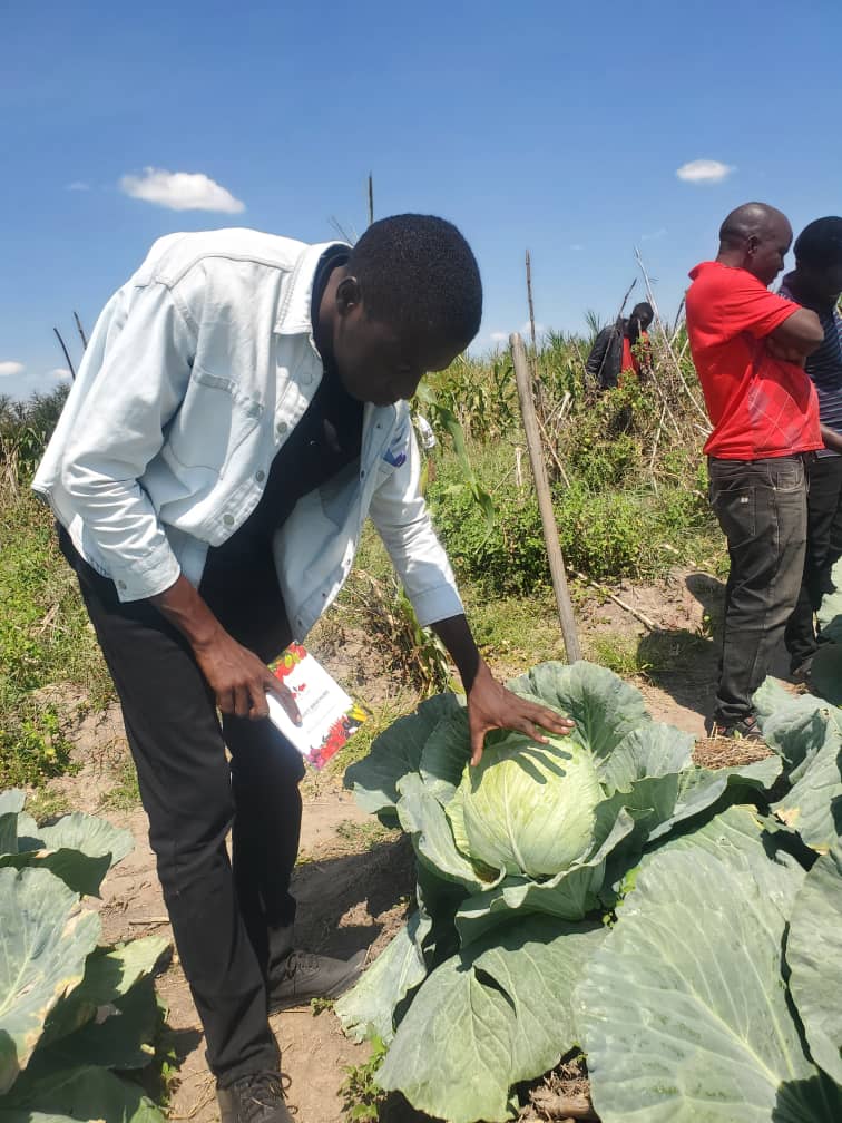 Junior inspecting a large cabbage in the field.