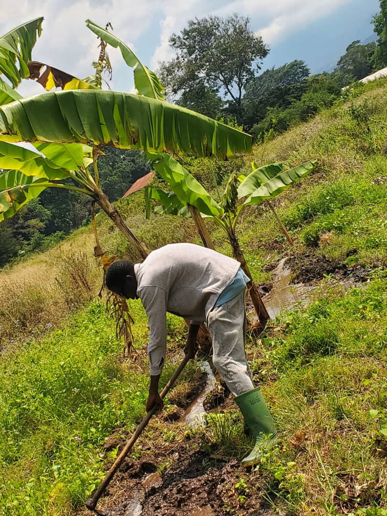 Junior clearing drainage channels near banana plants.