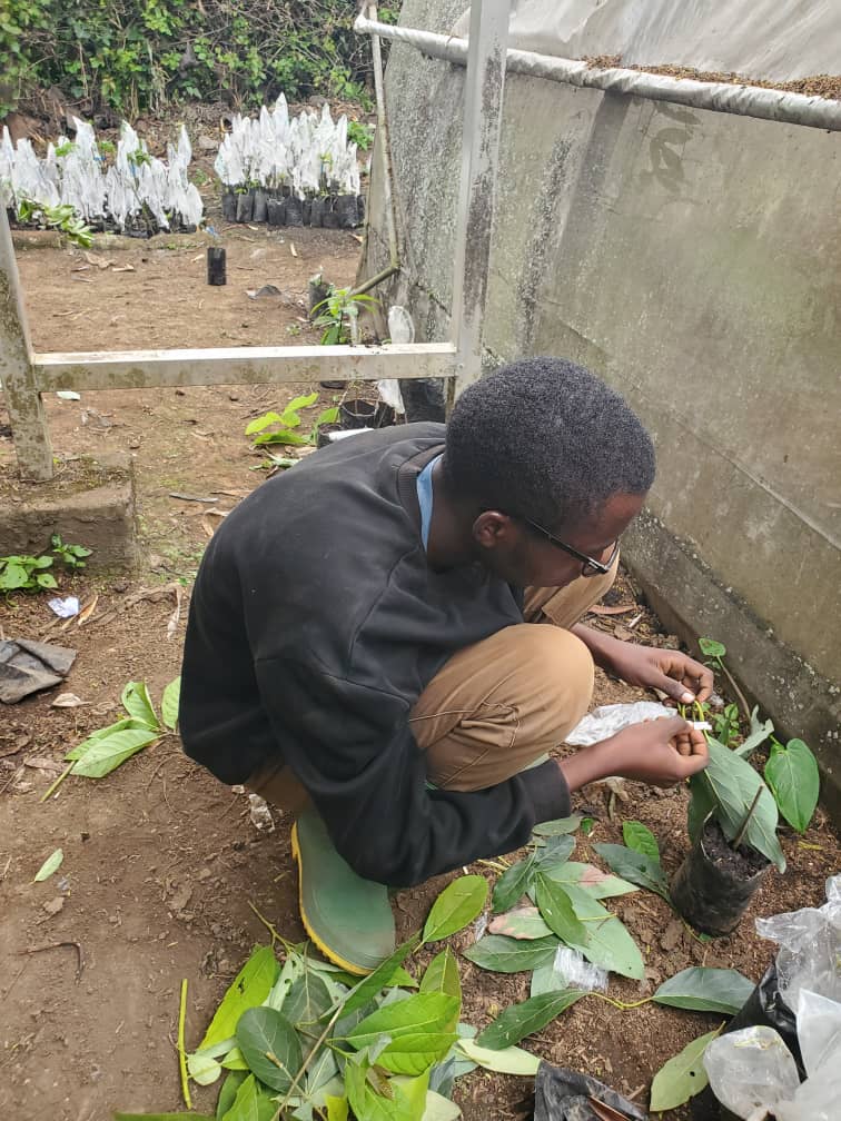 Junior inspecting seedlings in polybags.