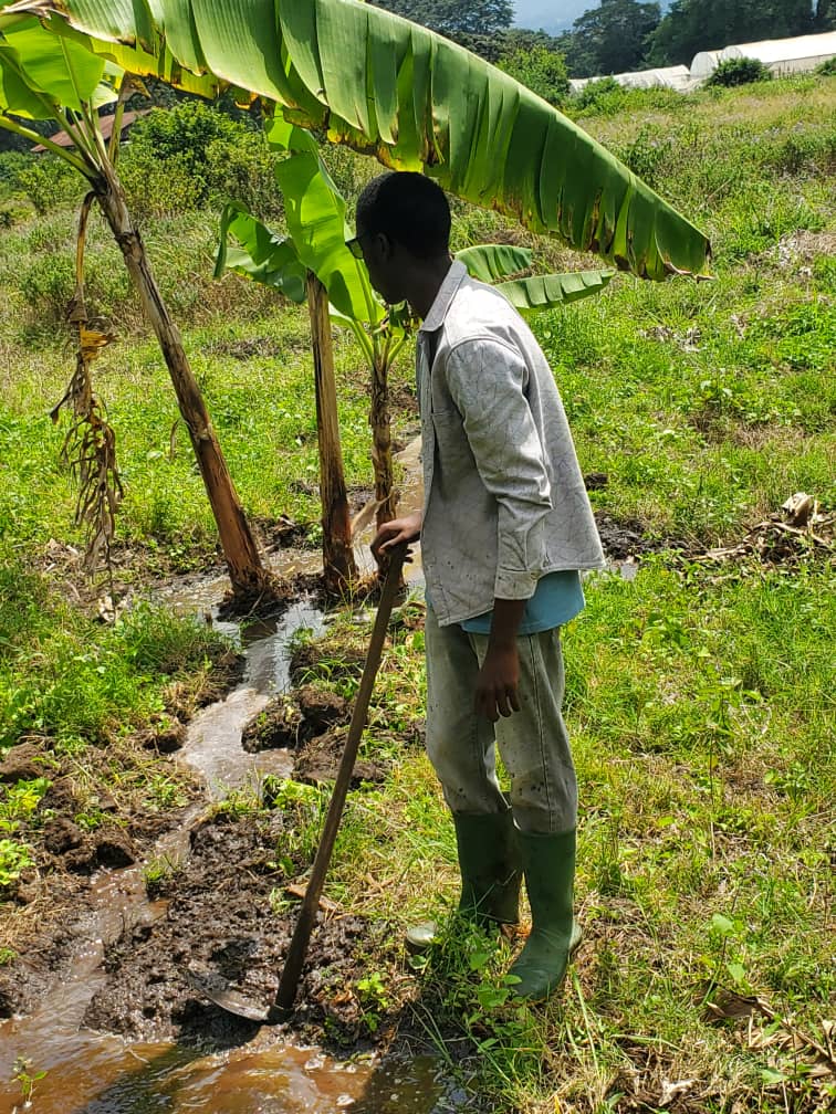 Inspecting seedlings