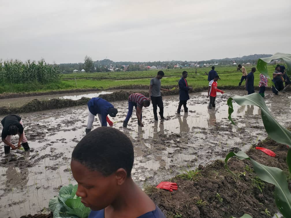 Group of people working in a rice paddy field.